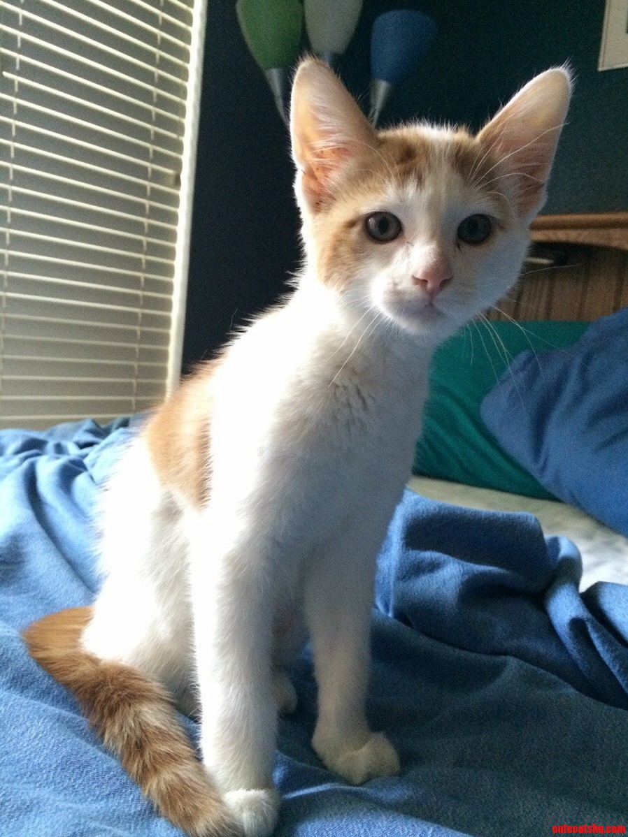 I Have the Pleasure of Cat Sitting This Little Guy for a Month Meet Gizmo