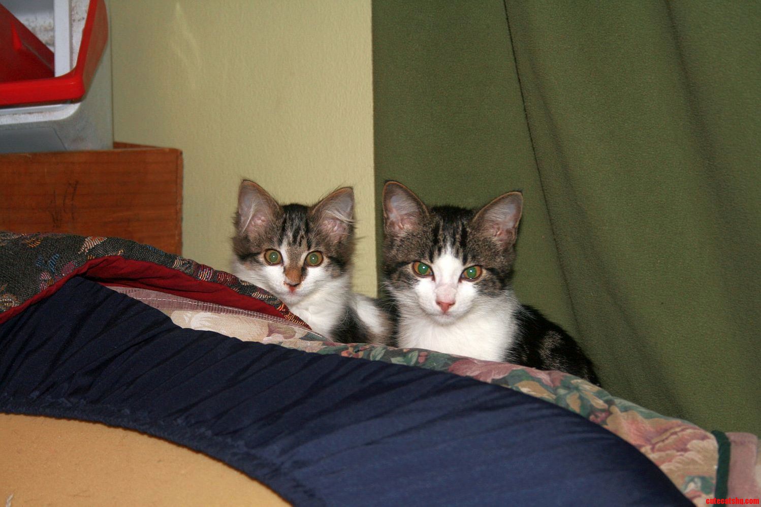 I Have Two Indoor Cats.