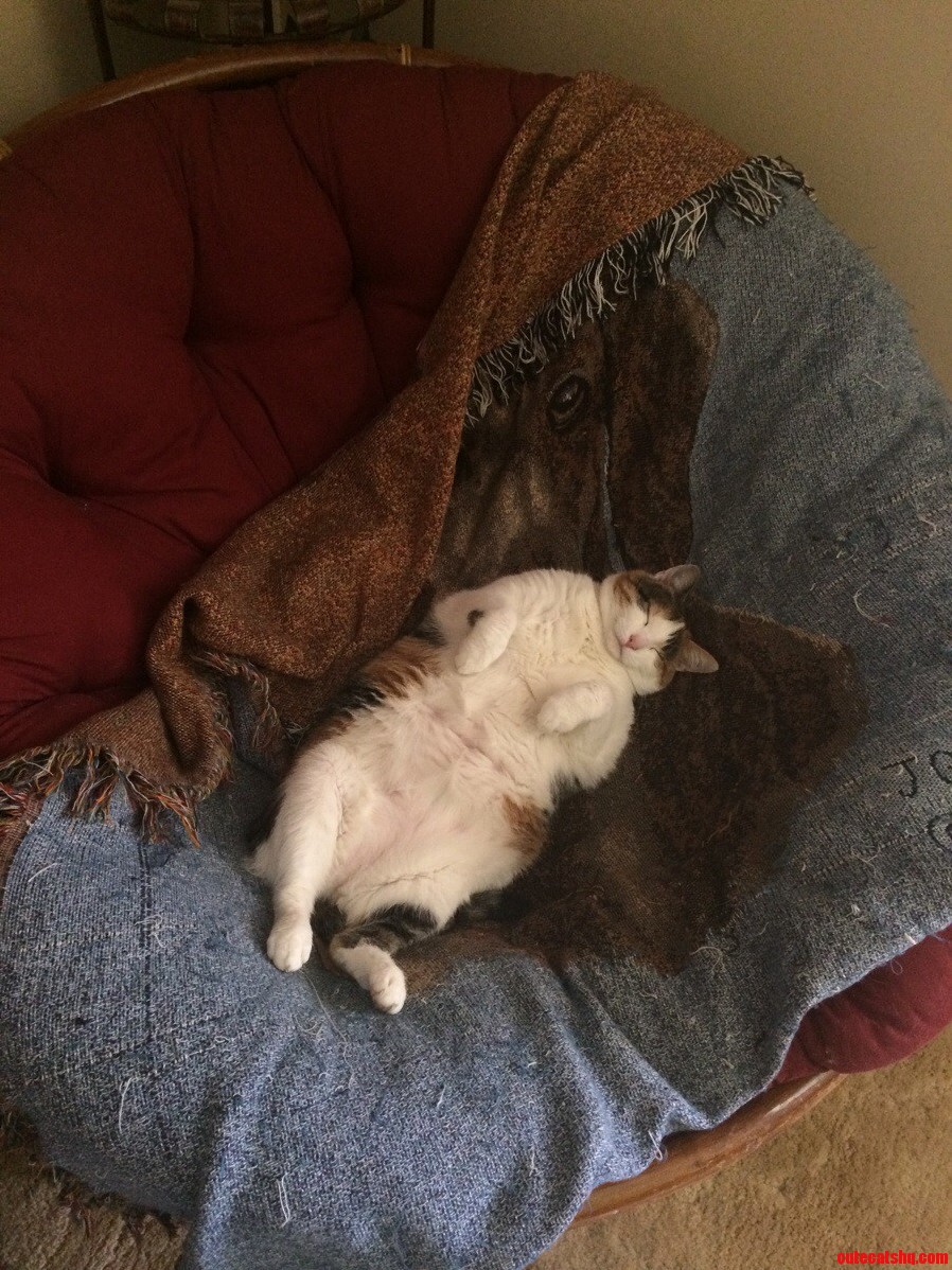 I Havent Been Home in a Year. I Walked in the Door and Found My Little Girl Sleeping Peacefully Like This. Meet Delilah