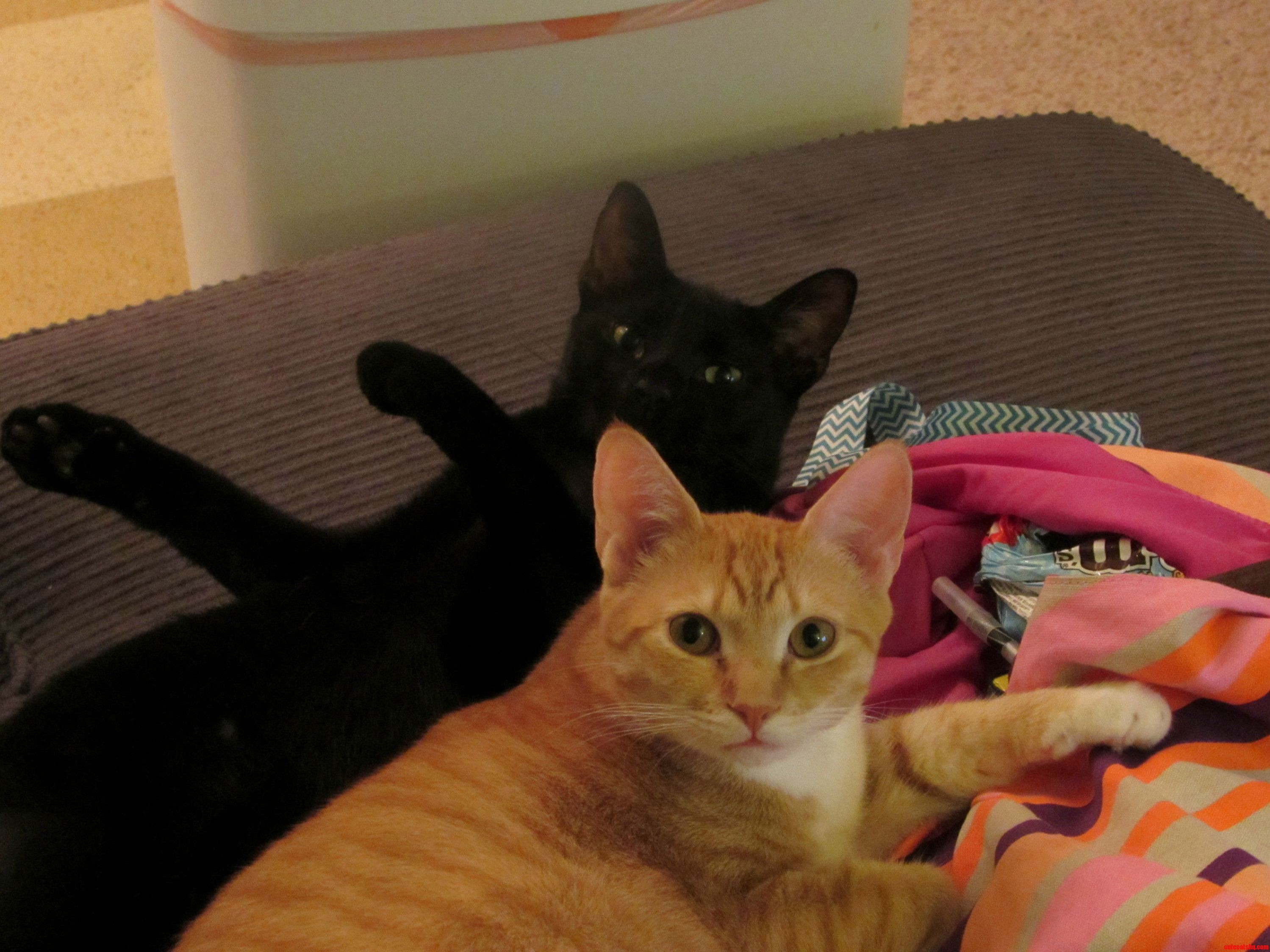 I Interrupted Their Usual Groomwrestlecuddle Time.