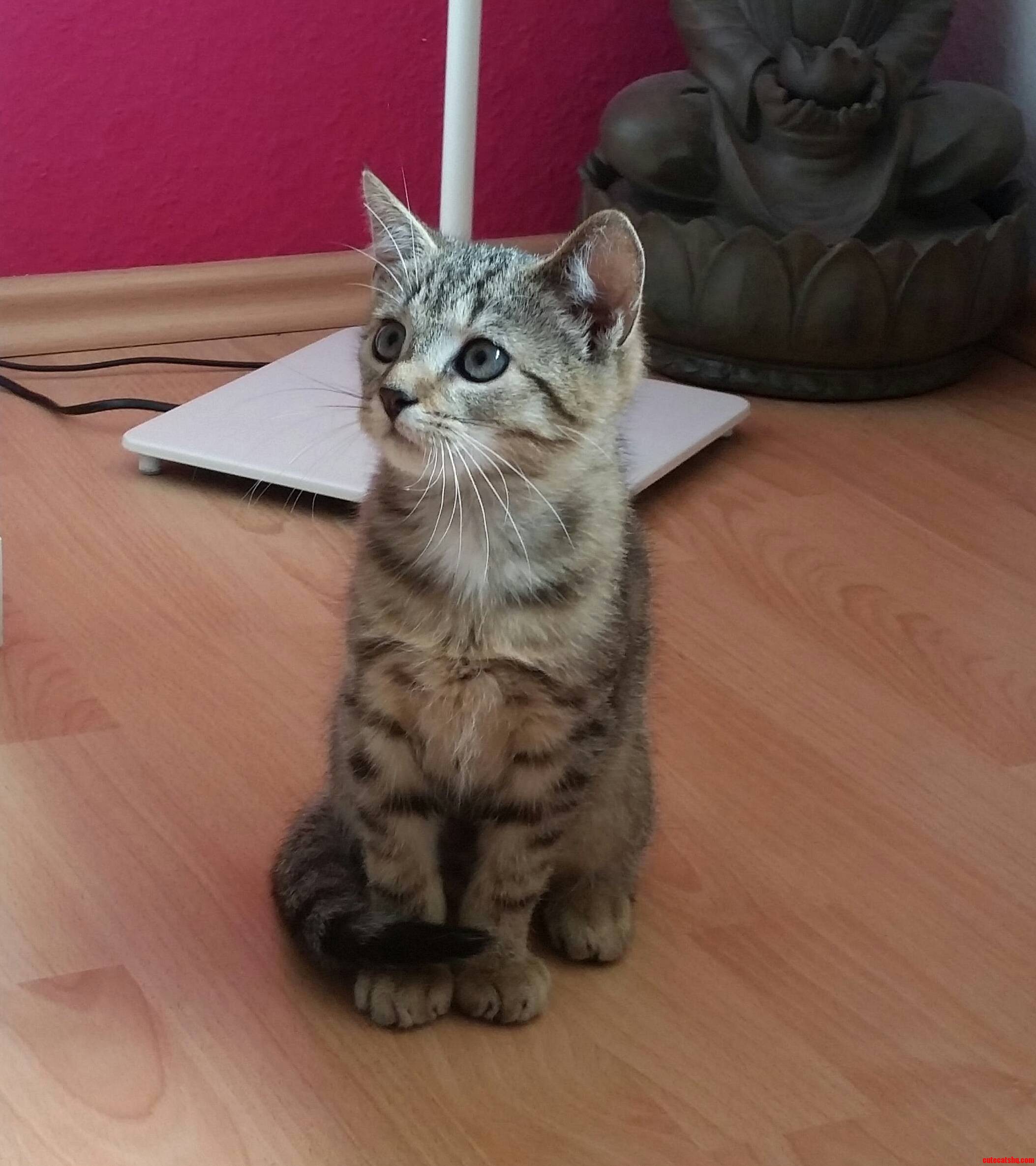 I Introduce You to My New Roommate His Name Is Bruno.