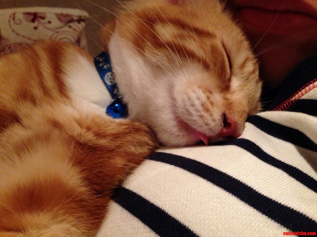 I Like to Think Hes Dreaming of a Delicious Bowl of Chicken.