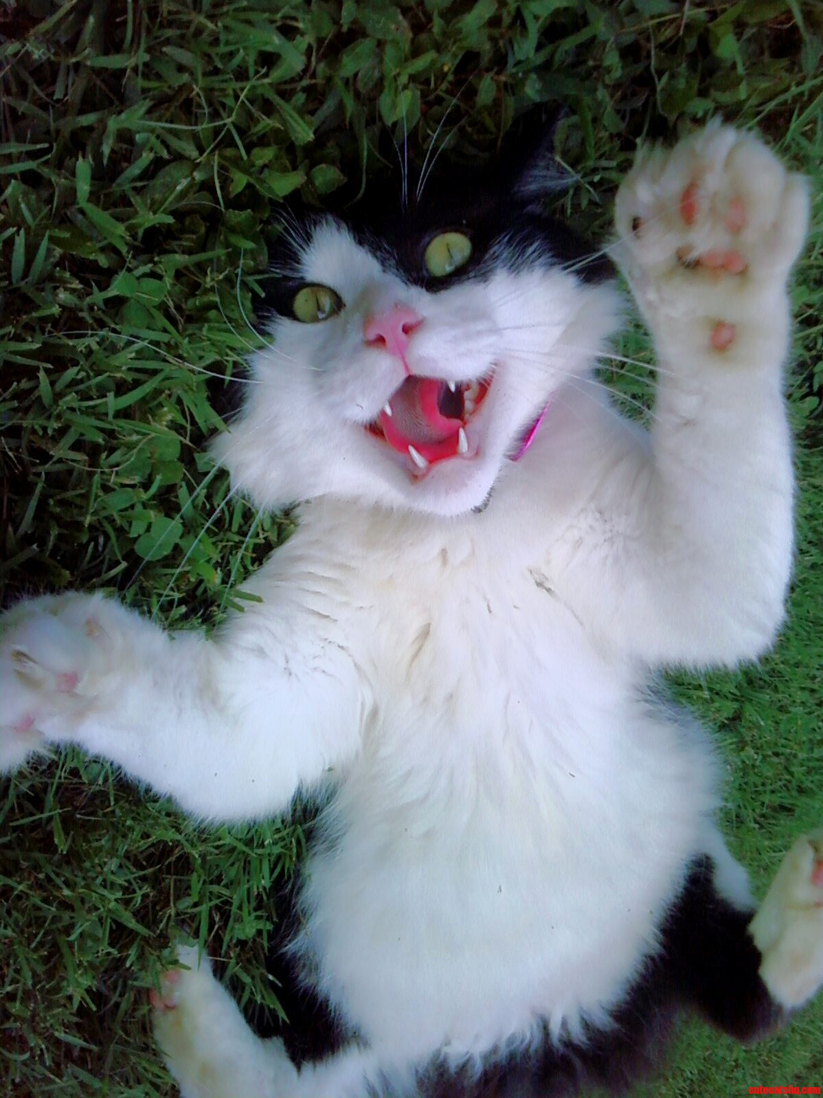 I Love It When Hes Playful