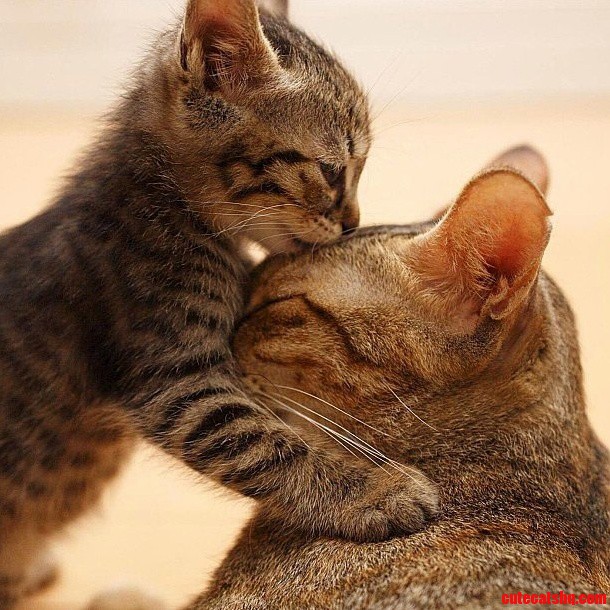 I Love You Mom