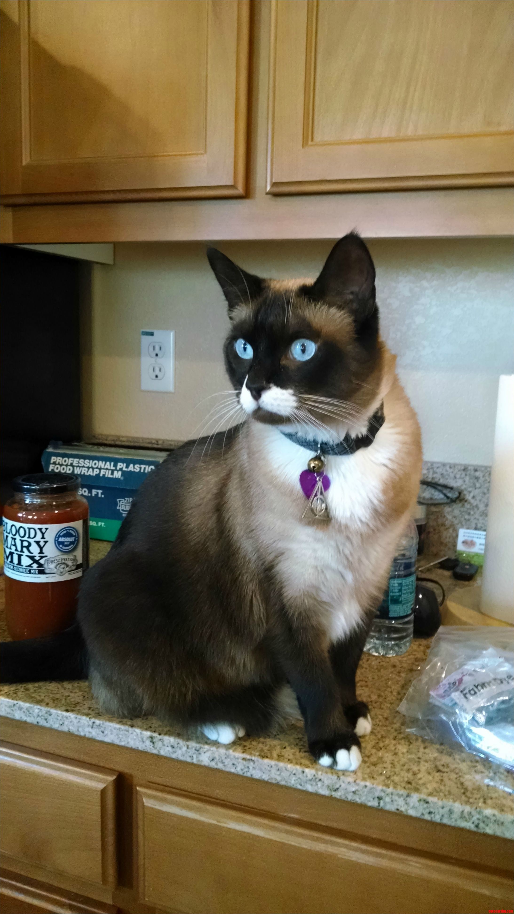 I Met This Awesomely Dapper Cat. It Has a Mustache and Named Whitaker.