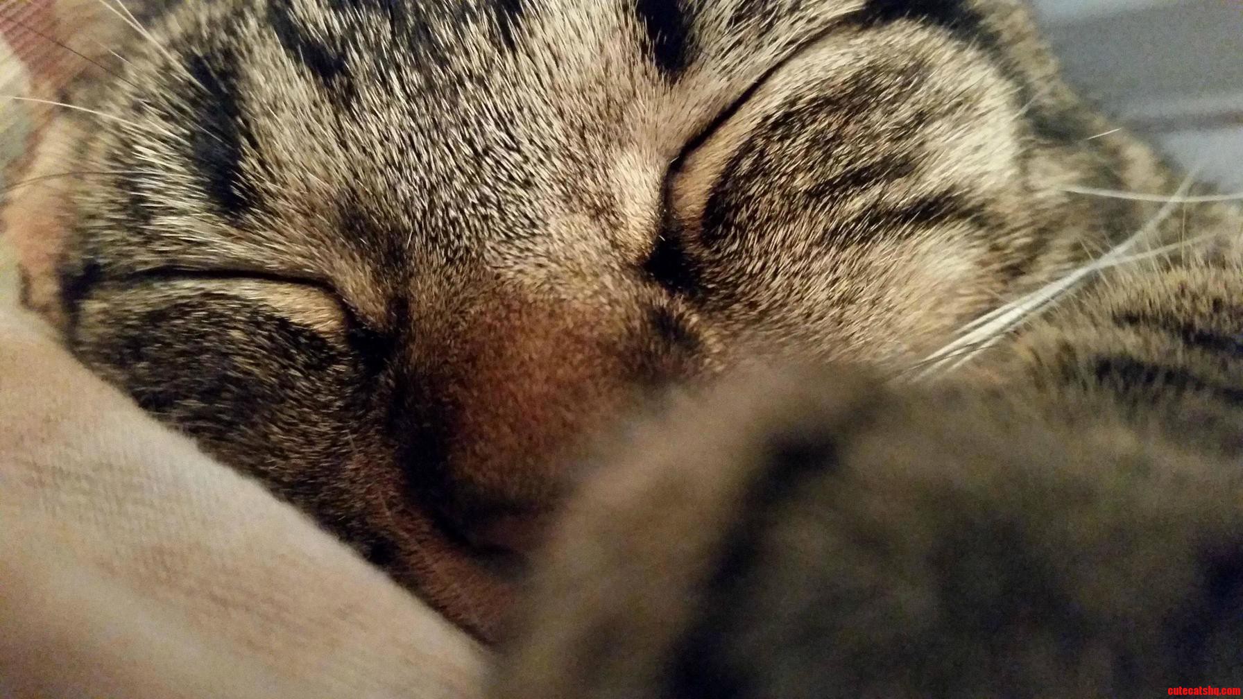 I Missed My First Cake Day but Heres a Picture of My Big Baby Bert. Better Late Than Never