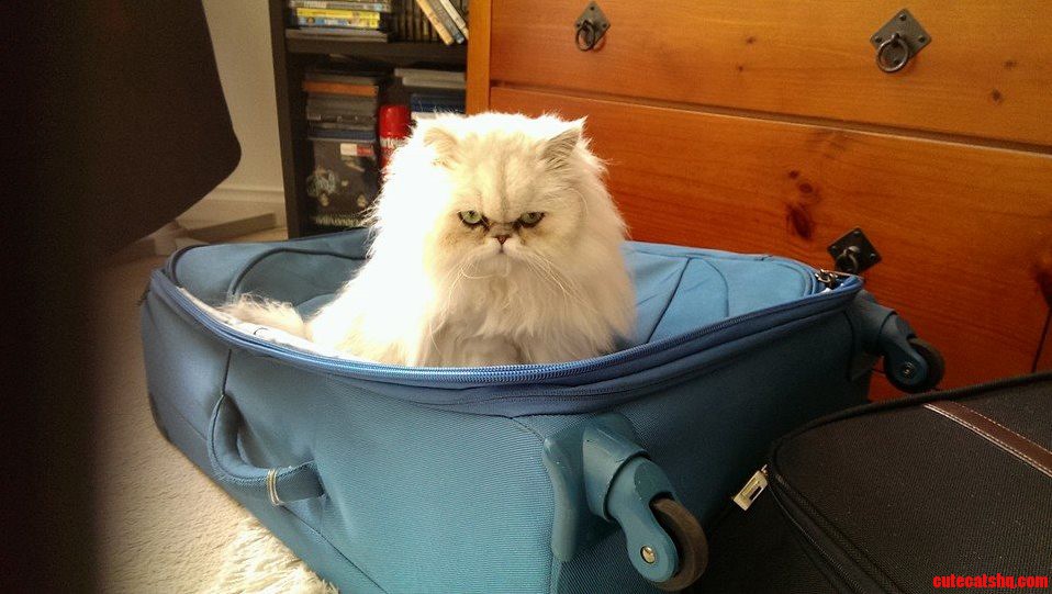 I Need Confirmation That My Auntys Cat Looks Like She Could Rule the World