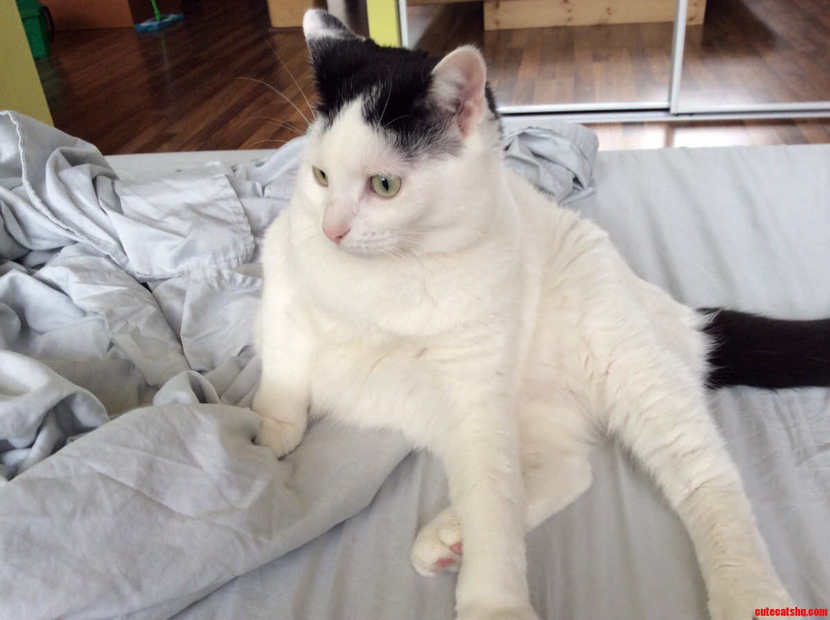 I Need to Rehome My Cat