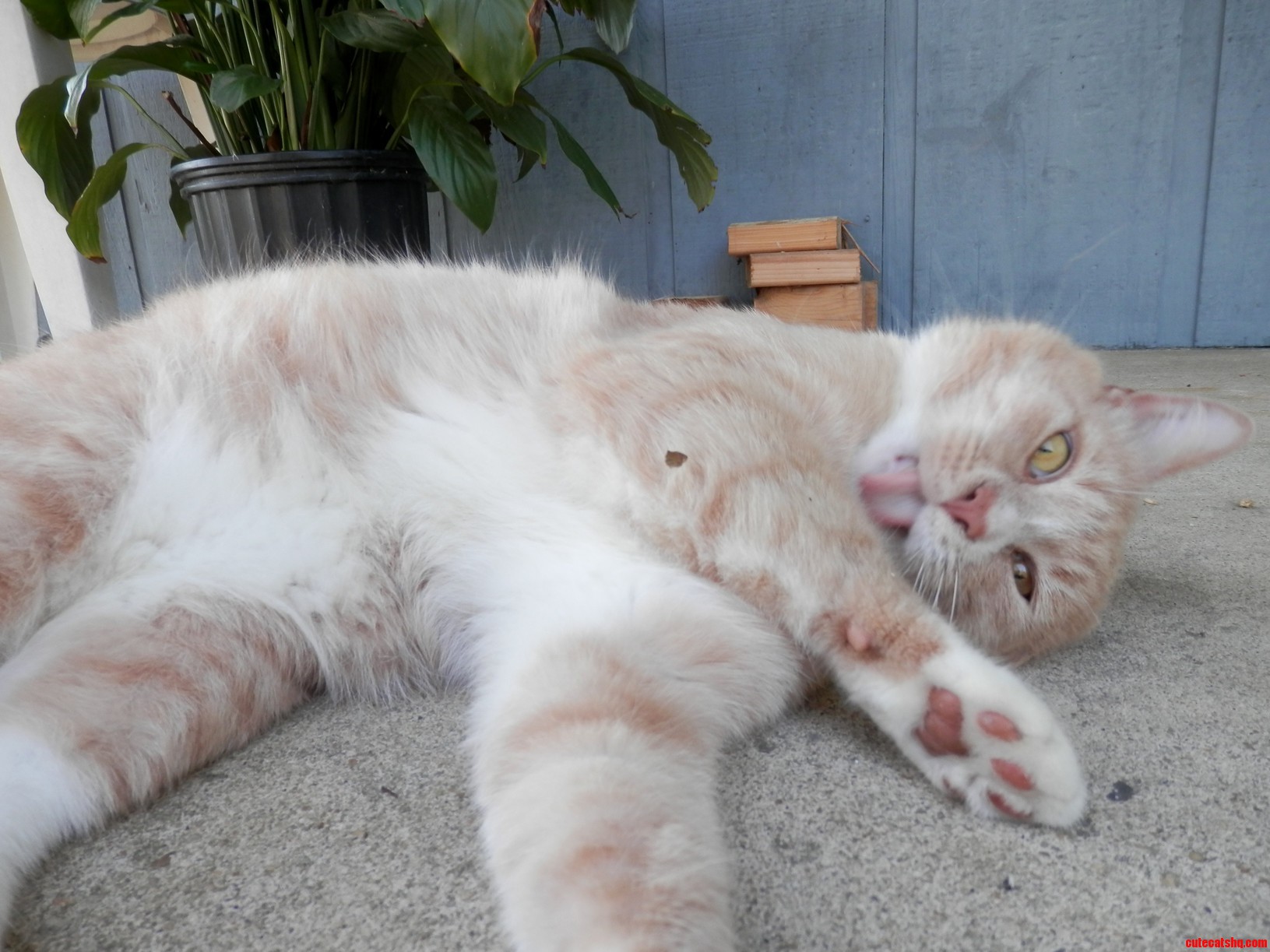 I Present to You Colonel Mustard the Ferocious Feral Turned Lovable Derpmeister