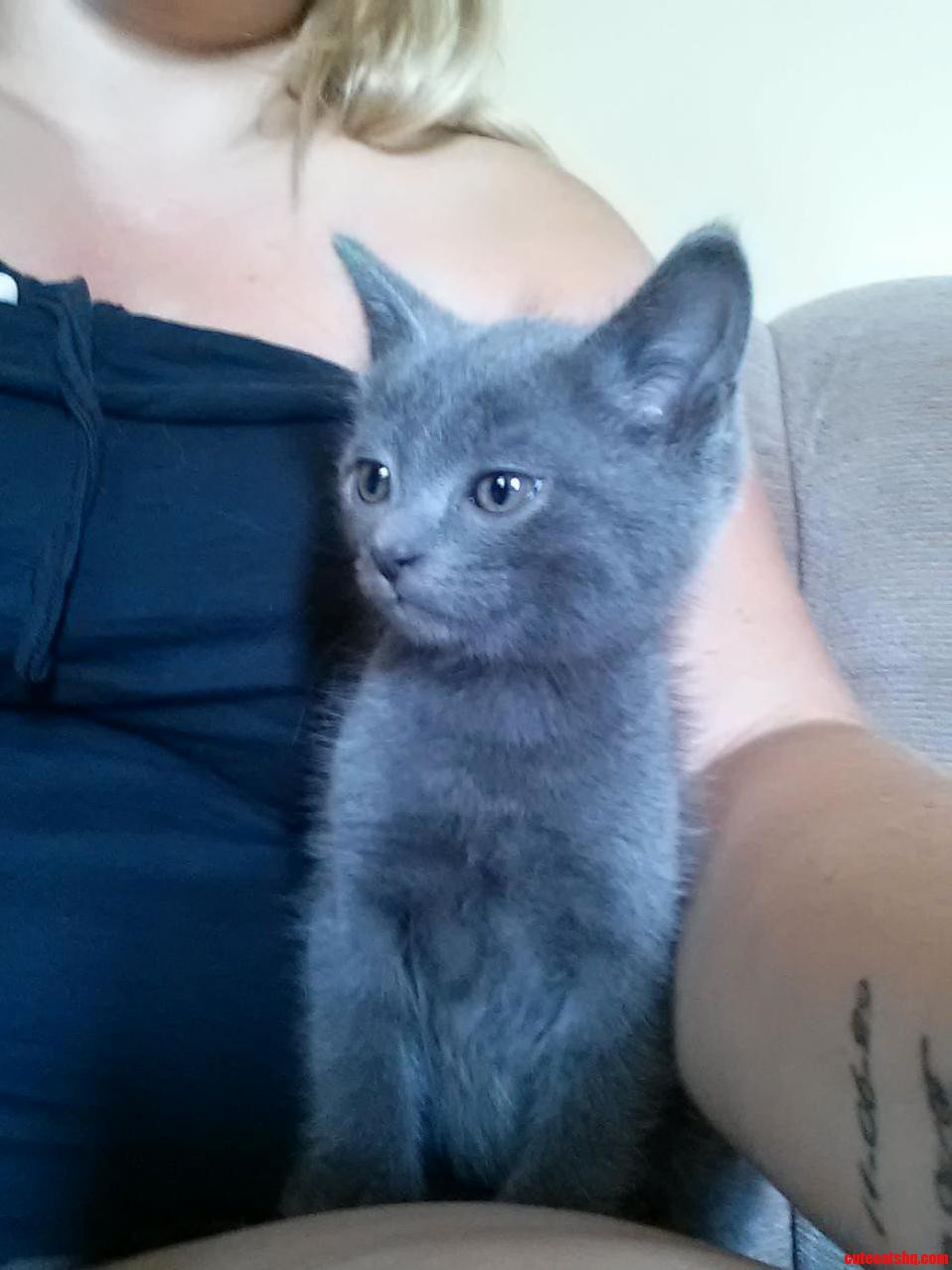 I Present Toki Wartooth