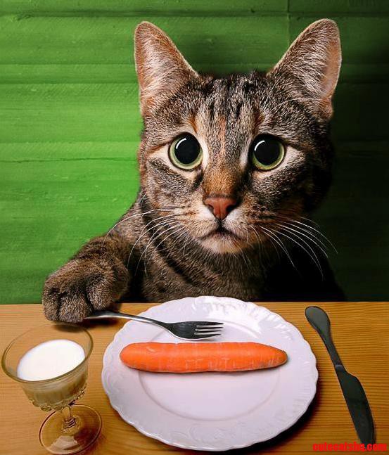 I See - Its Time for My Breakfast Although I Am Not a Rabbit