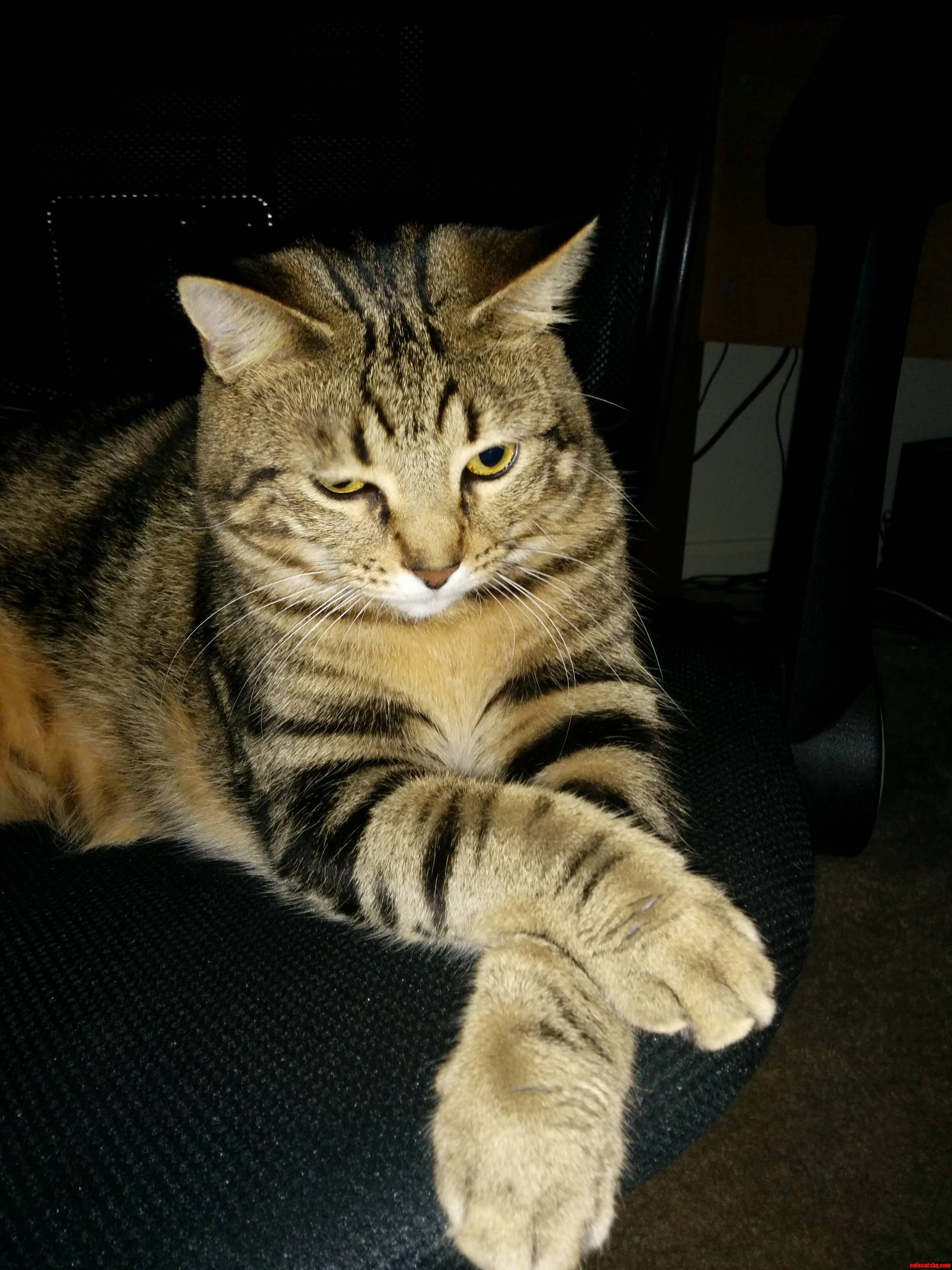 I Sit in Judgment and I Judge You Poorly