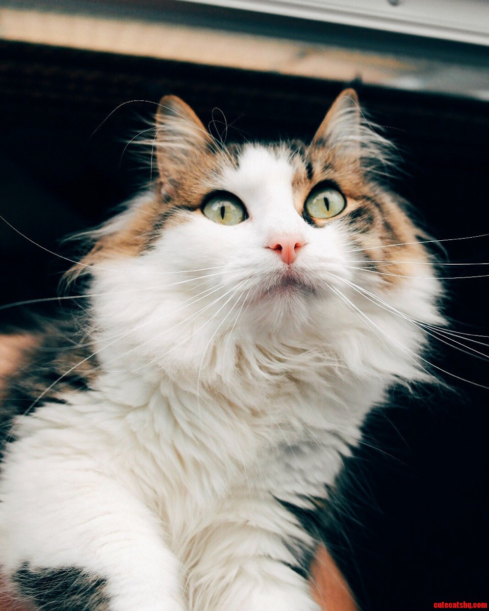 I Take Pride in How Pretty Our Cat Is