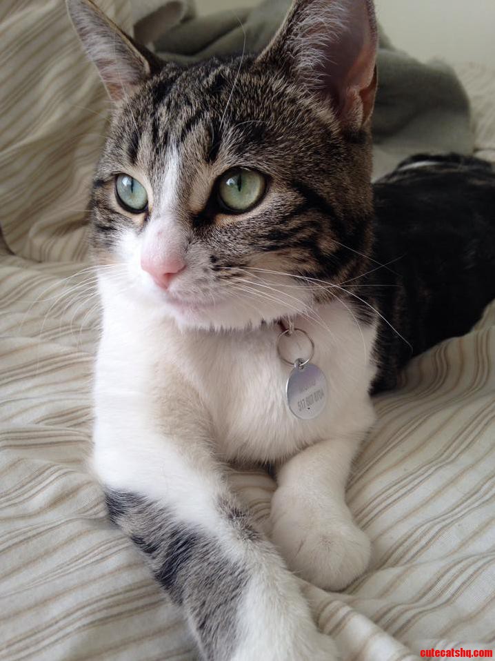 I Think My Cat Is Purrty Cute.
