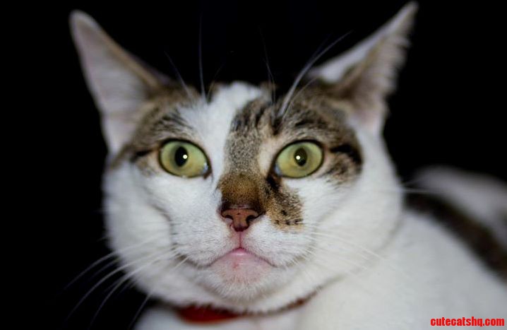 I Think My Cat May Actually Be a Gremlin in Disguise
