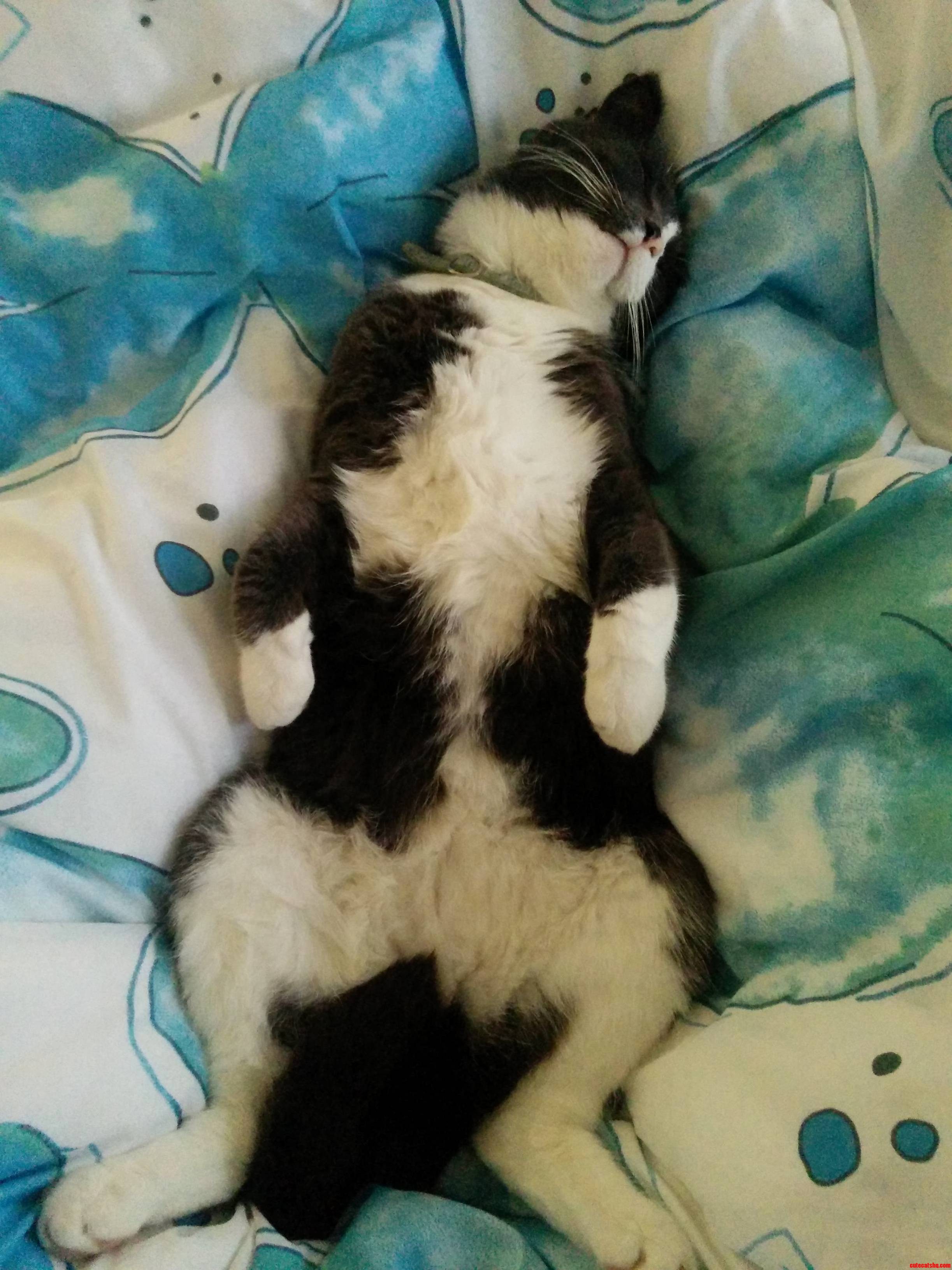 I Think Someone Is Comfy...