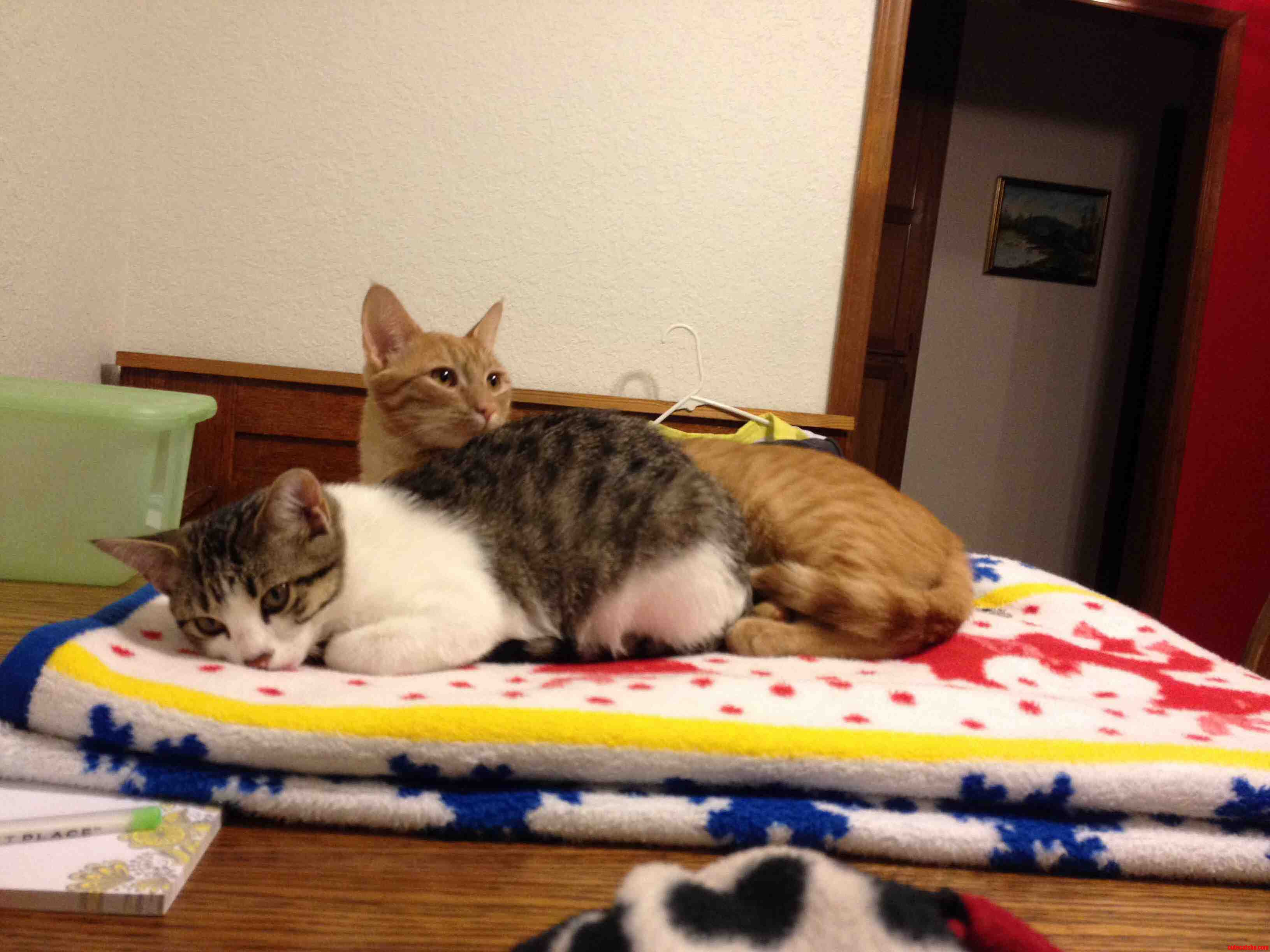 I Ve Been in College for a Week and I Miss My Cats... a Lot.