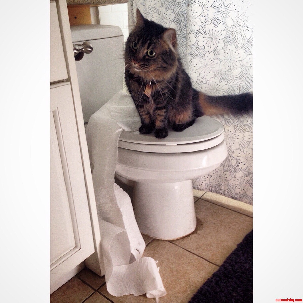 I Walked Into the Bathroom to See That Ollivander Had Gone Full Cat