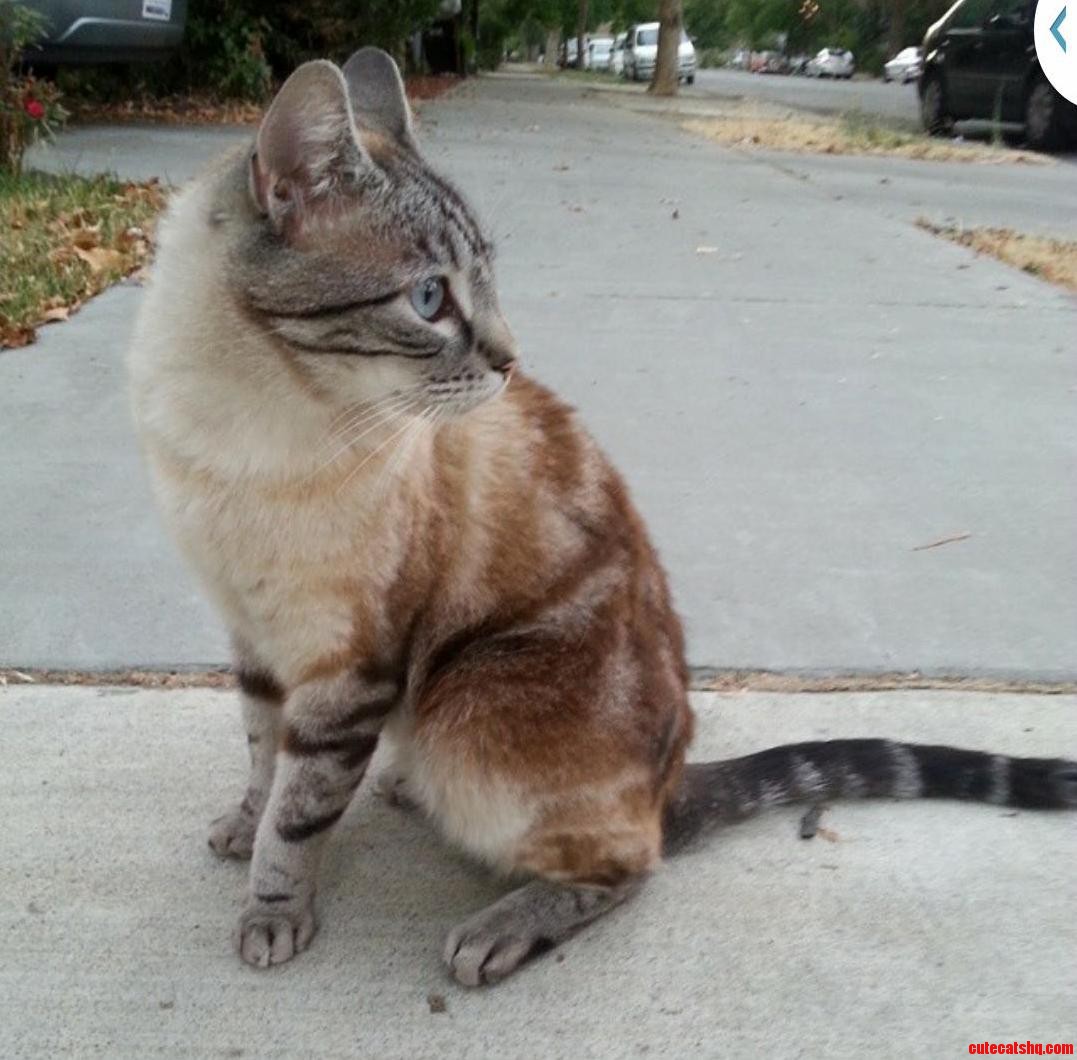 I Want to Show You This Catcats