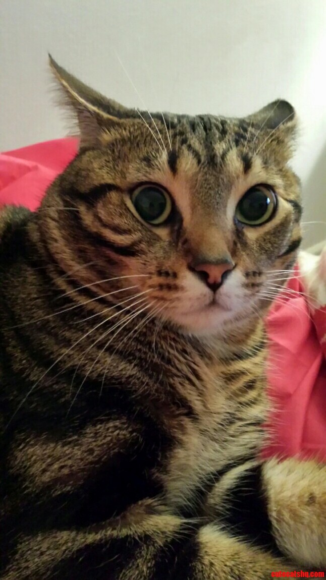 I Woke My Cat Up He Was Not Amused.