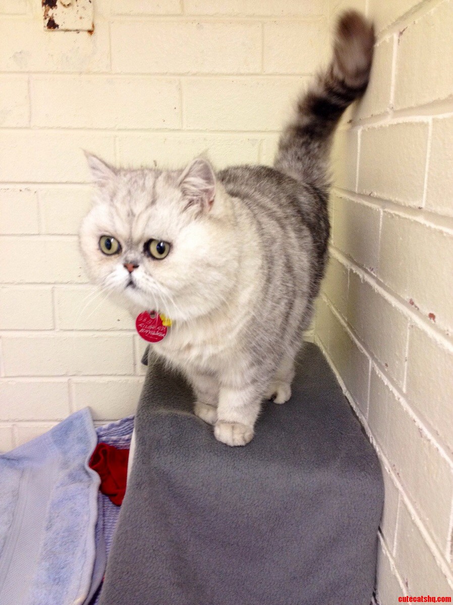 I Work at My Local Cat Shelters Boarding Facility. Today a Lazy-eyed Chinchilla Came to Stay. Some Cats Are Too Hilarious for Words.