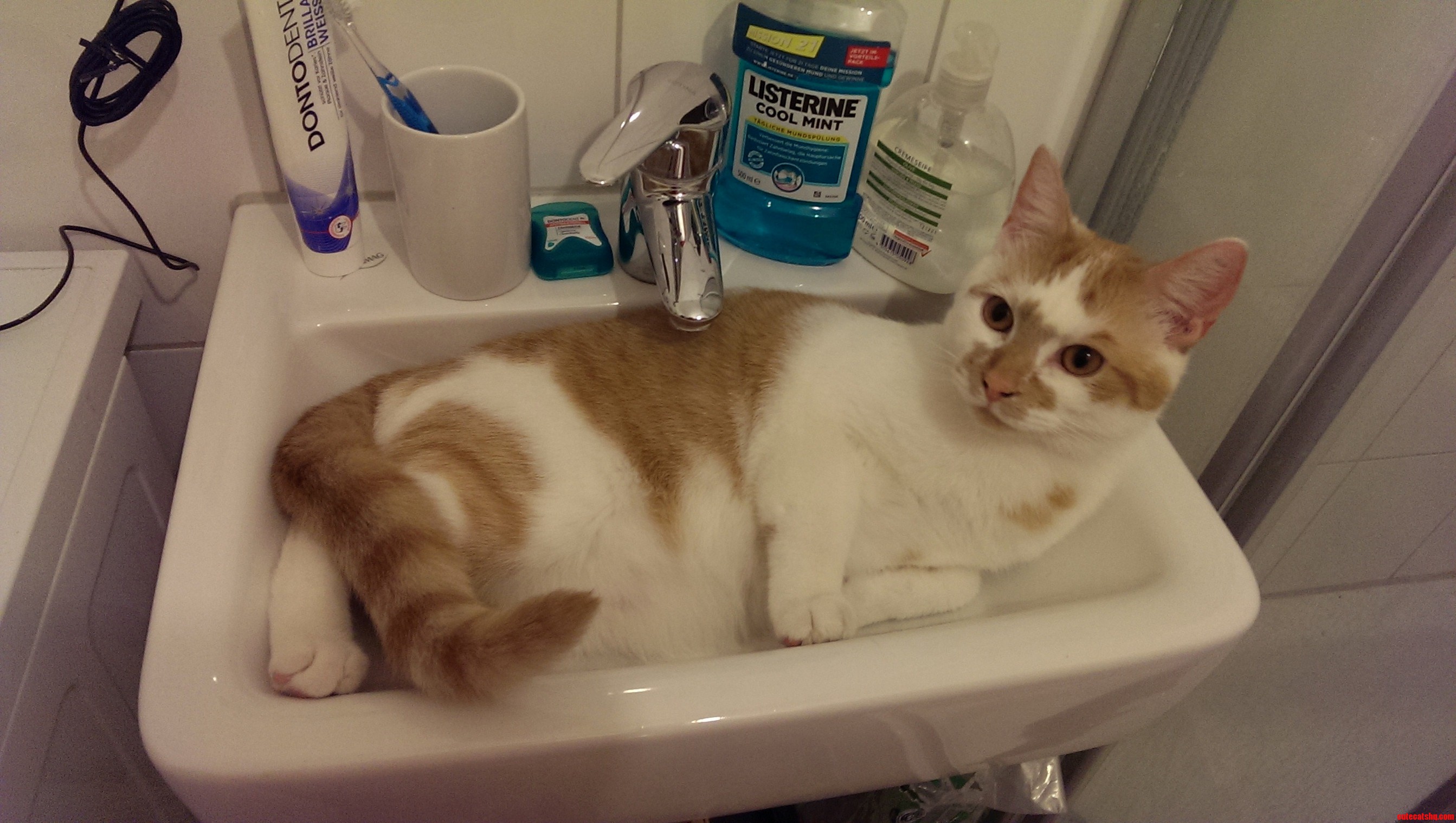 If Cats in Sinks Is a Thing Now... Everyone Meet Jamie