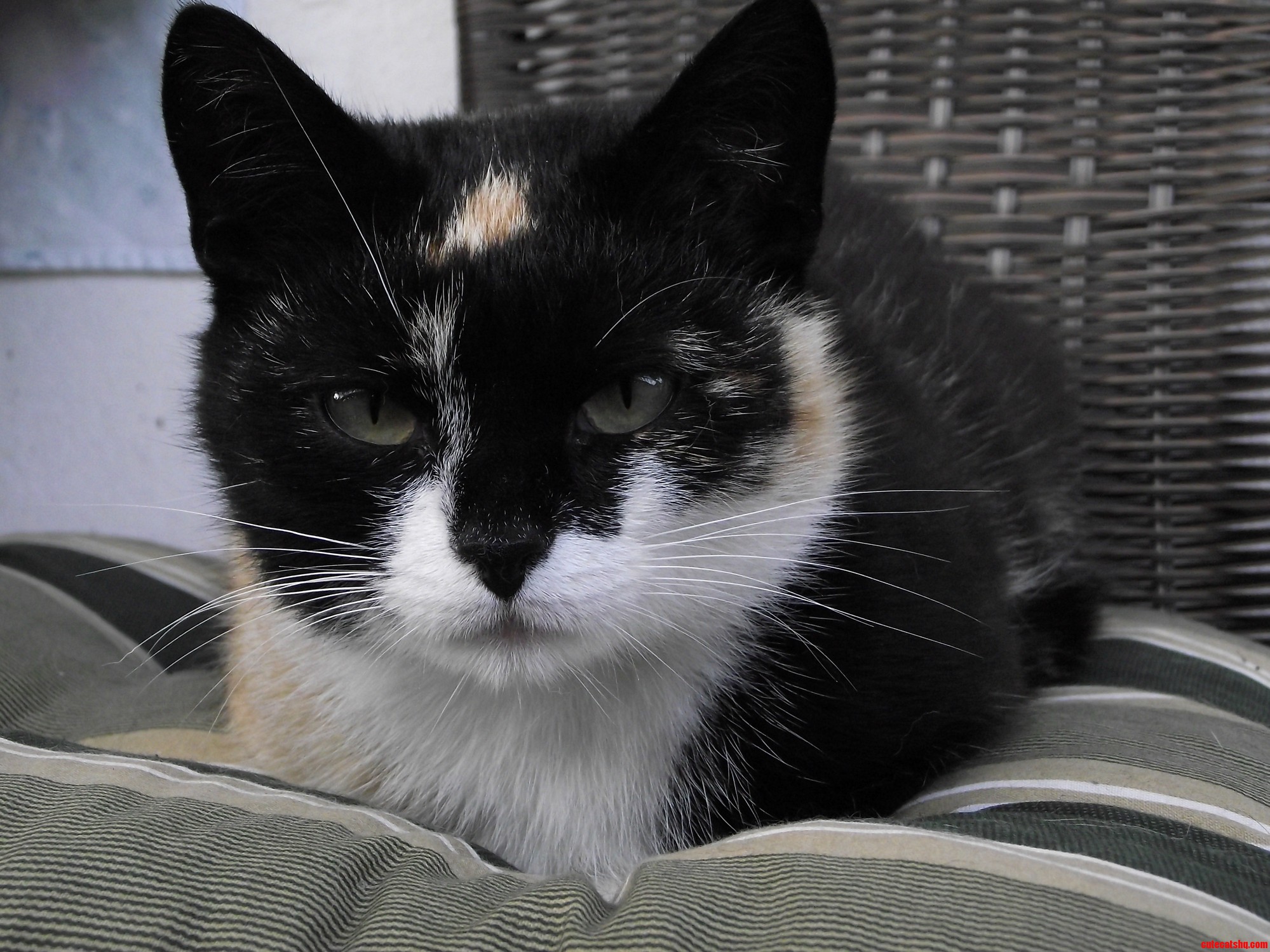 If My Cat Had a Facebook Account This Would Be Her Profile Picture.