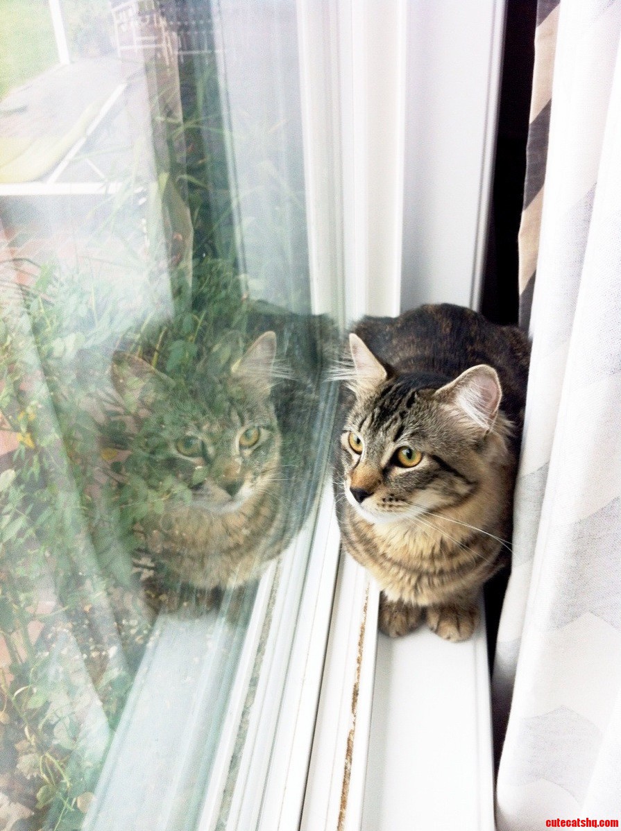 Im Just Cat Loafing Here Bird Watchin and Sunbathin