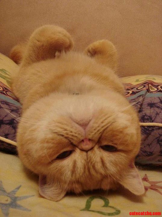 Im Lazy. So What