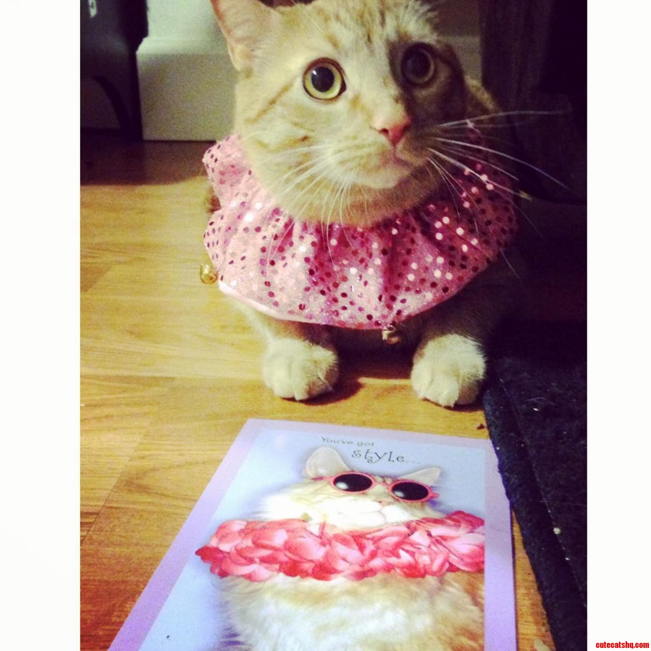 Im Not Pretty Im a Handsome Cat