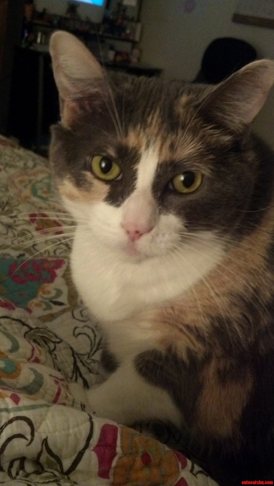 Im Trying to Sleep Kitty