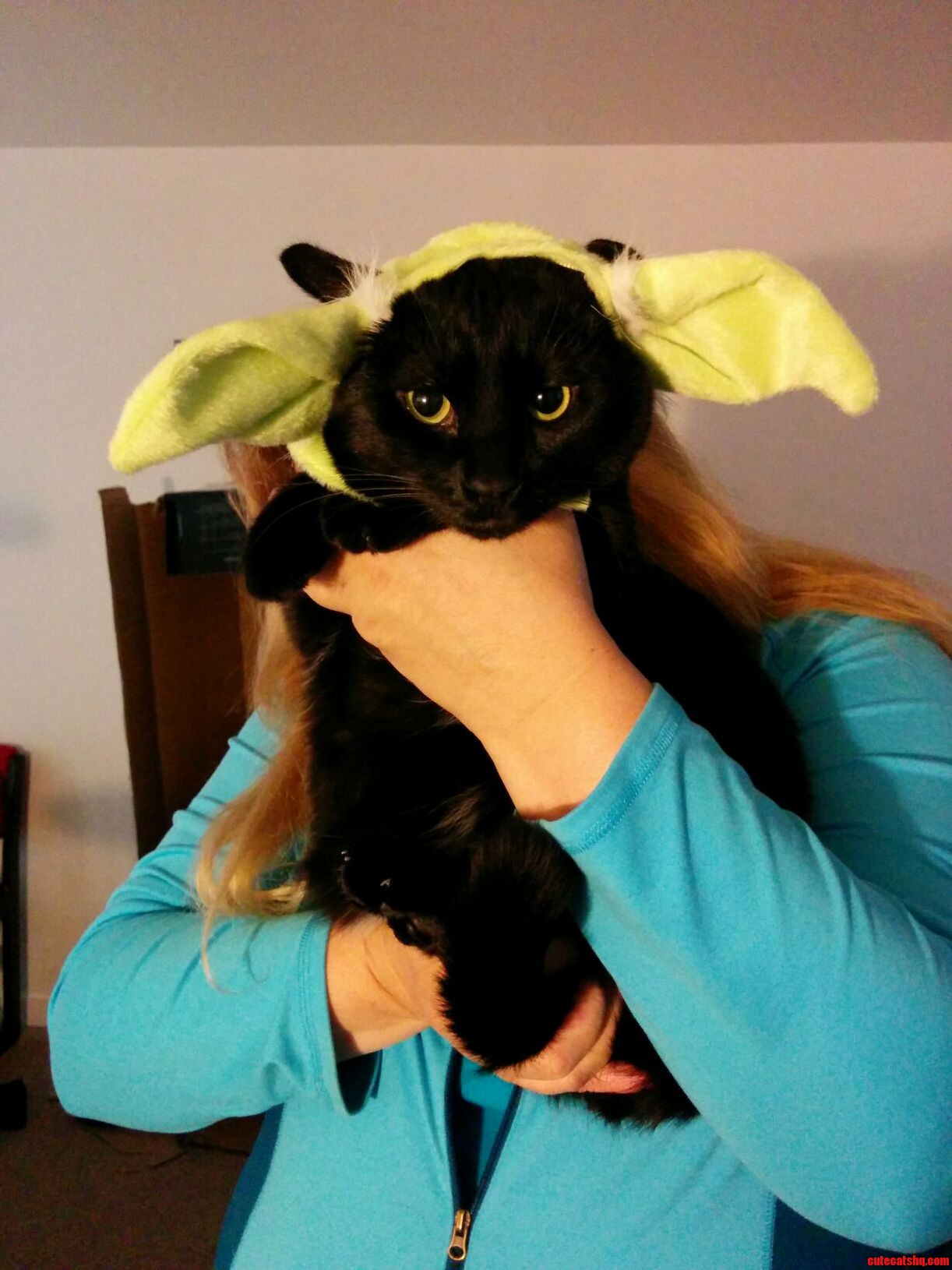 In Honor of World Cat Day Here Is a Picture of Sparrow in a Yoda Hat.