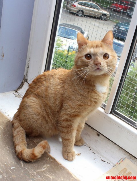Interesting Cat in My Local Shelter