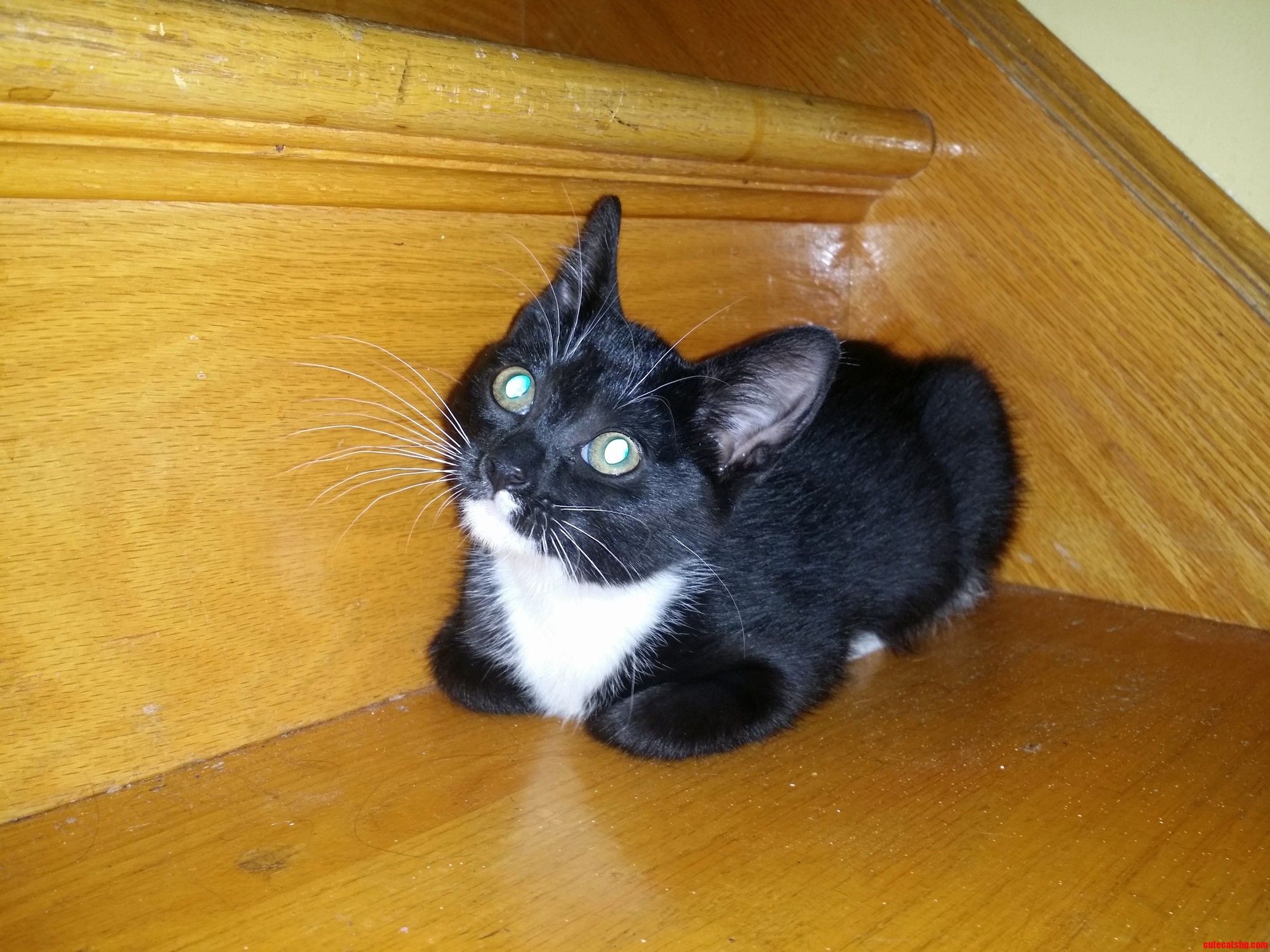 Introducing Salem the Newest Addition to Our Home Rescued