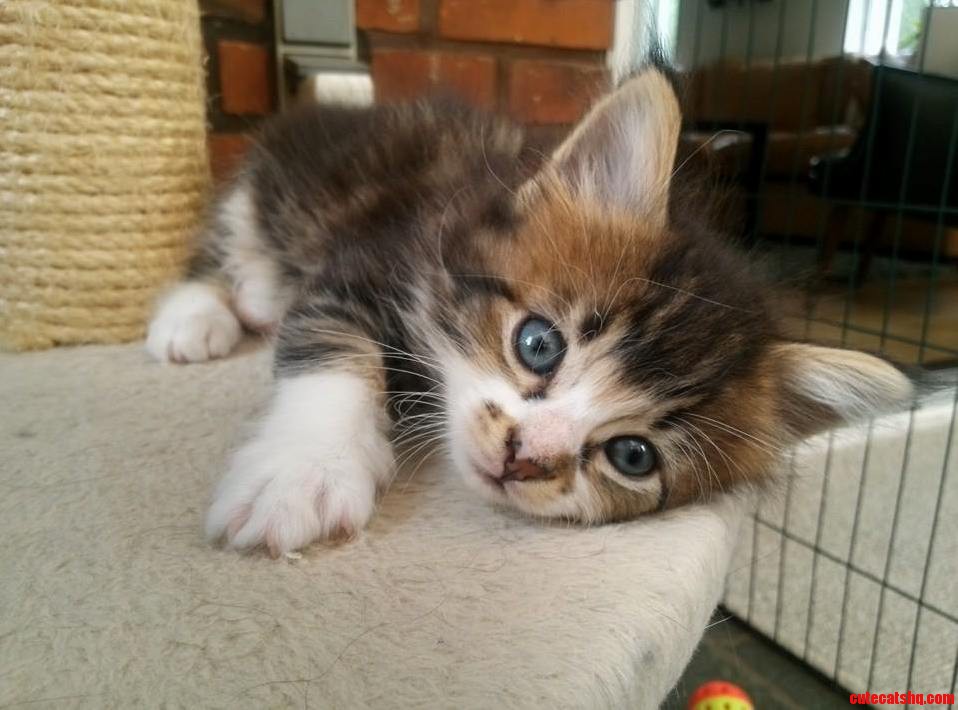 Is He a Real Tortie or Is He Just White and Variations of Brownblack