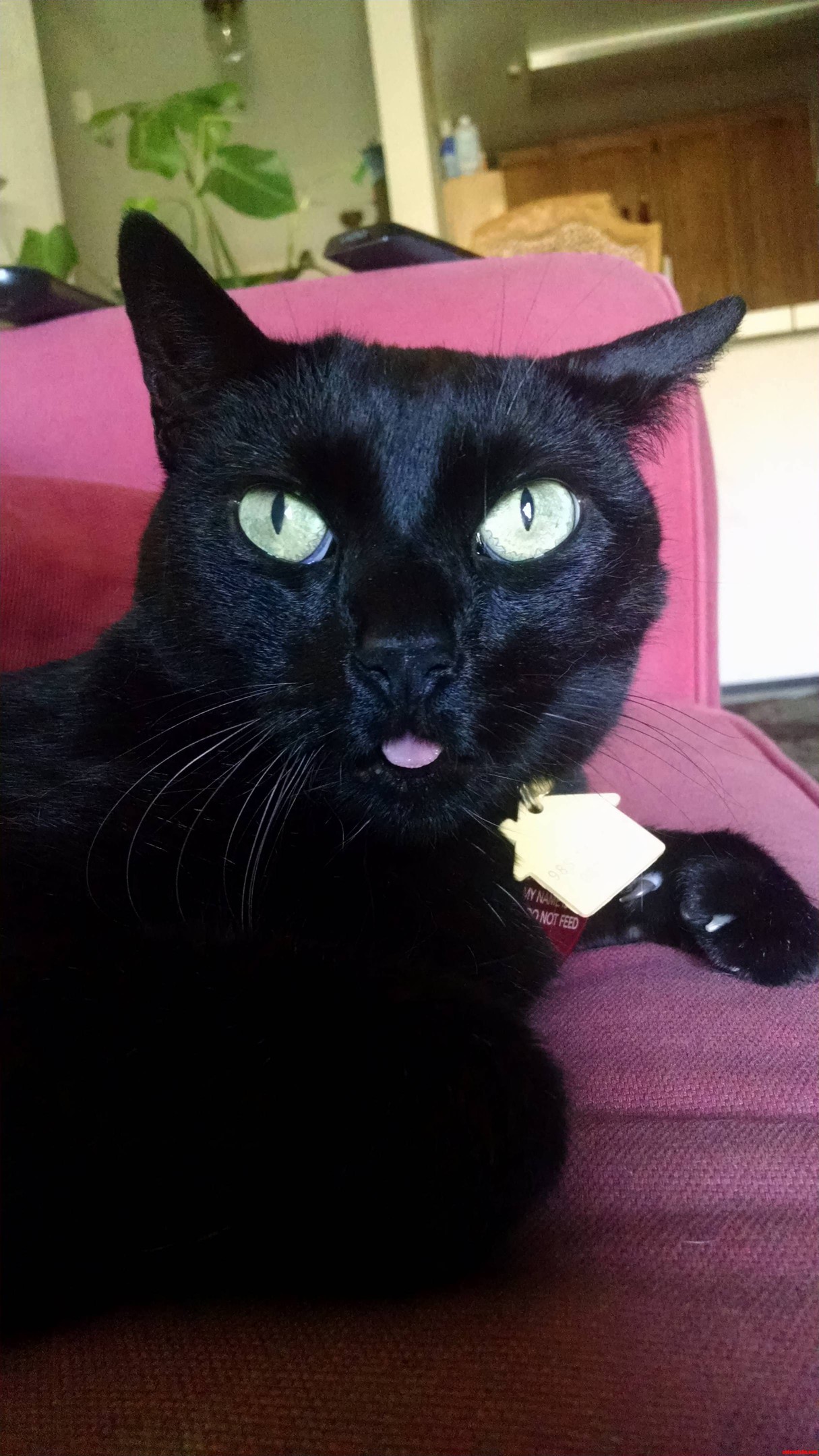 Is It Too Late for National Black Cat Appreciation Day This Is My Old Man Ness