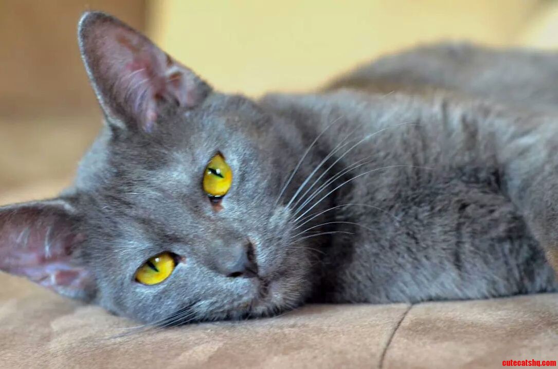 Is My Cat a Russian Blue