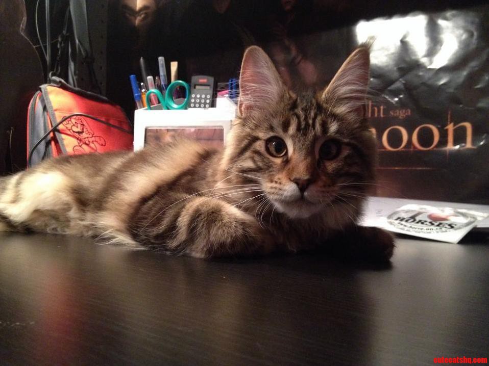 Is This a Maine Coon or Just a Dlh