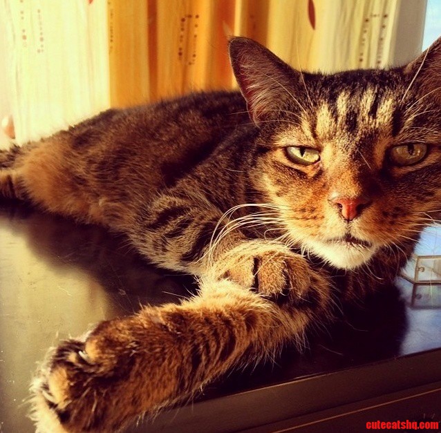 It Aint Easy Being a Cat.