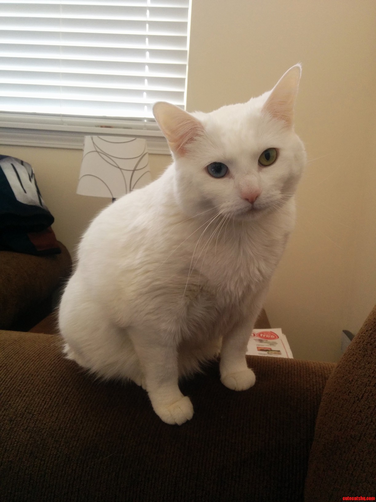 Its Been a Year Since I Adopted My Cat Fiona. How Time Flies
