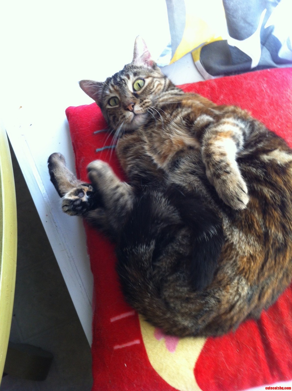 Its Important to Stretch Before Attempting to Cat