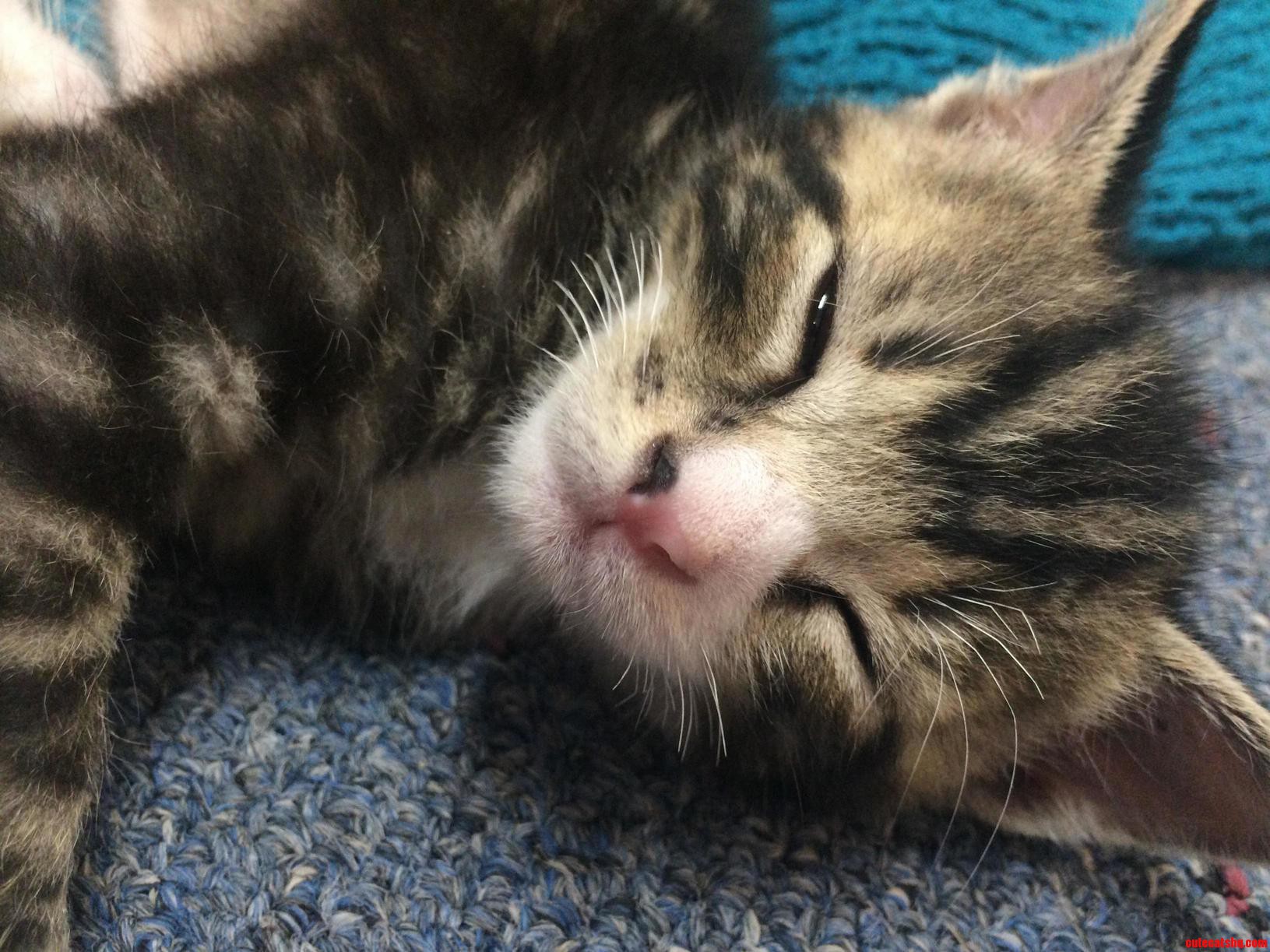 Its Just a Little Cat Nap...