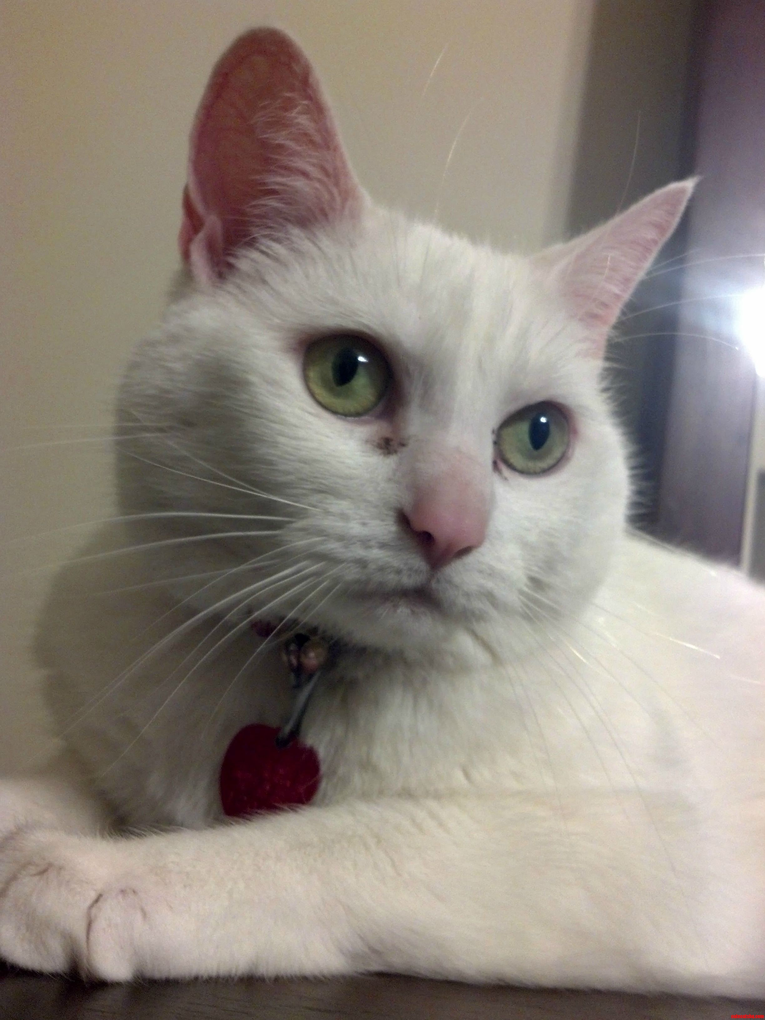 Its Now Been 10 Years Since I Adopted Her.