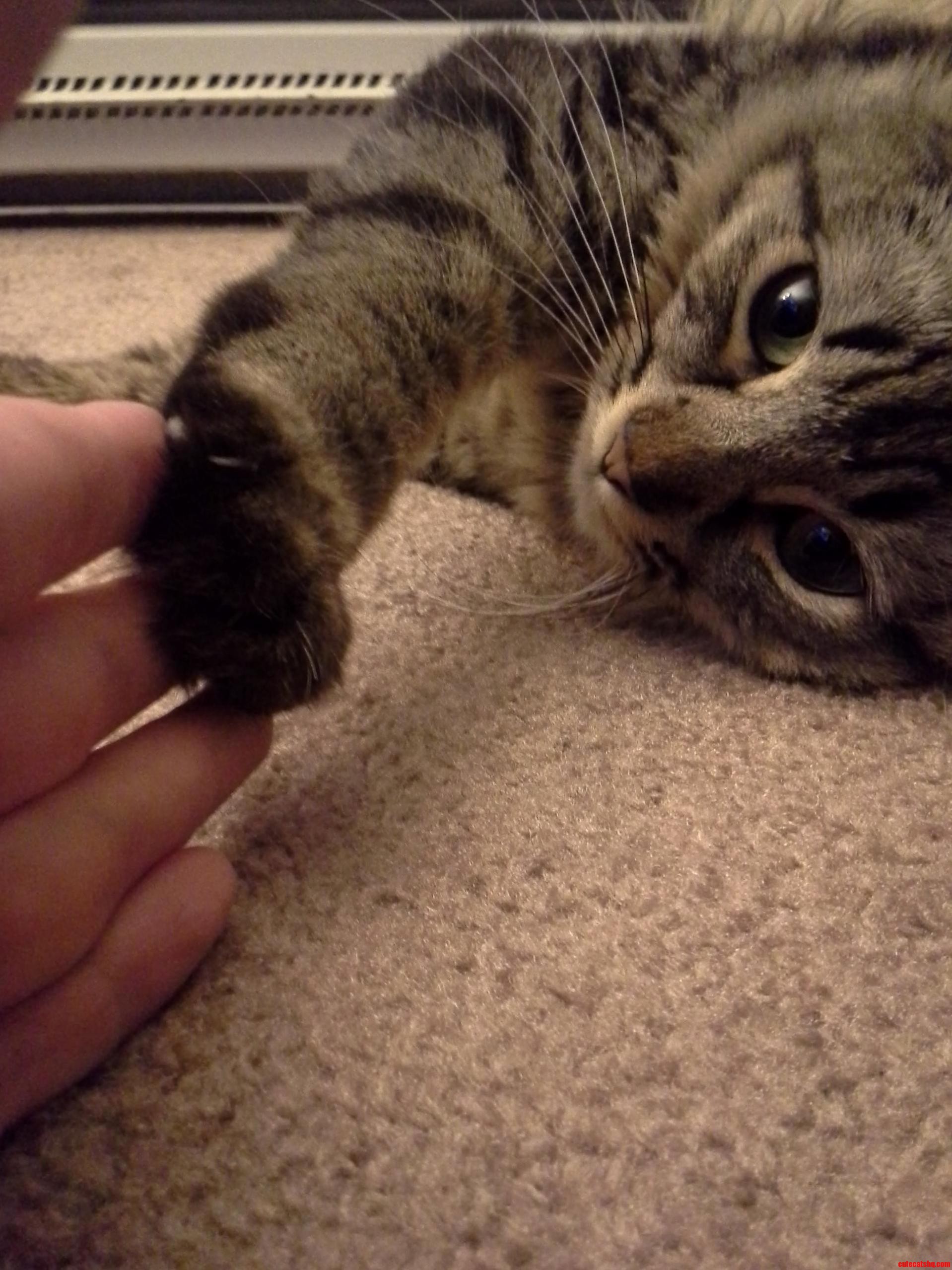 Its Pretty Darn Cute When Cats Do This...