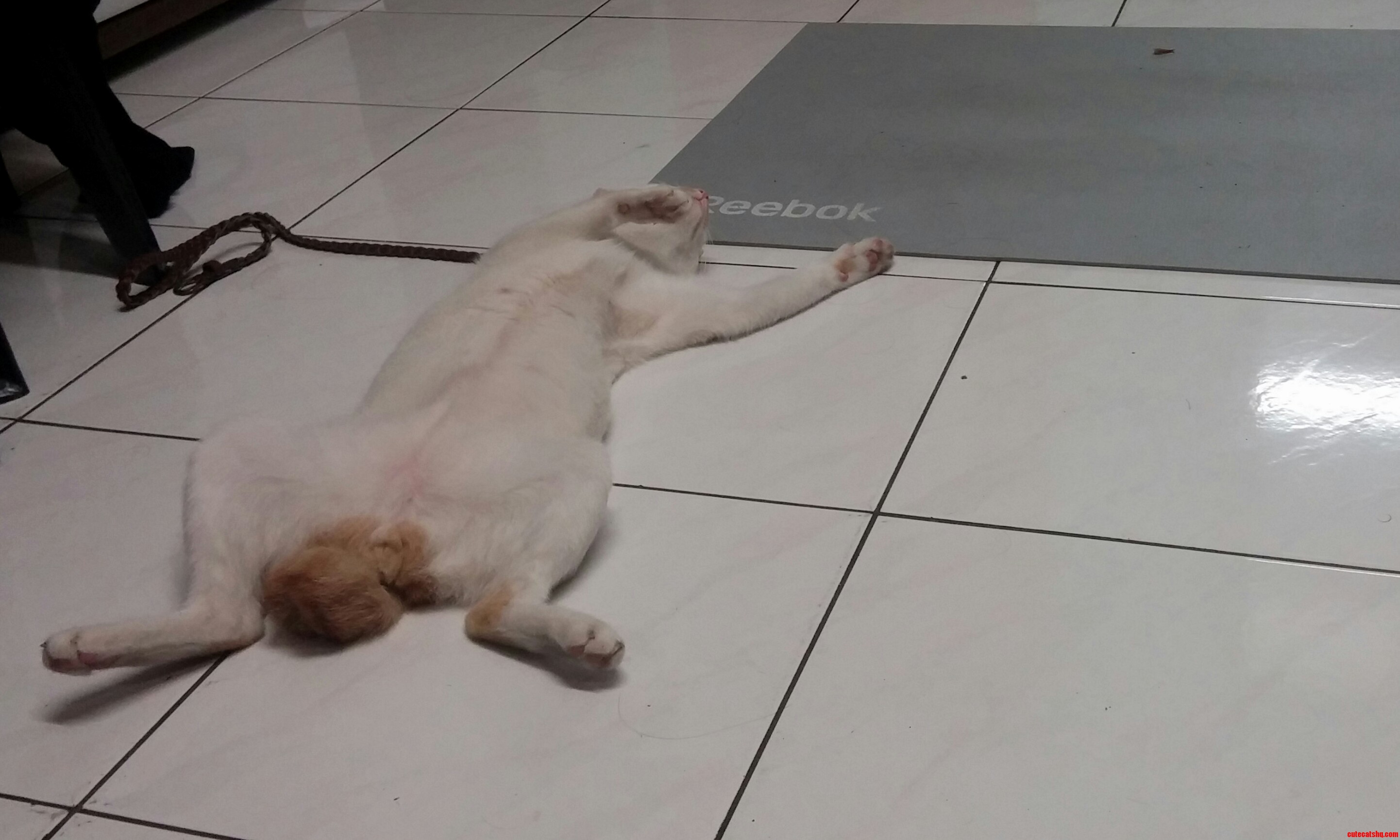 Its Too Hot for Yoga Cat to Do Any Yoga Today