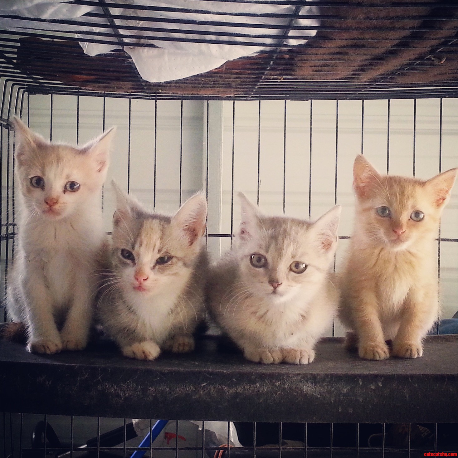 Its Vet Day but Were Staying Clam