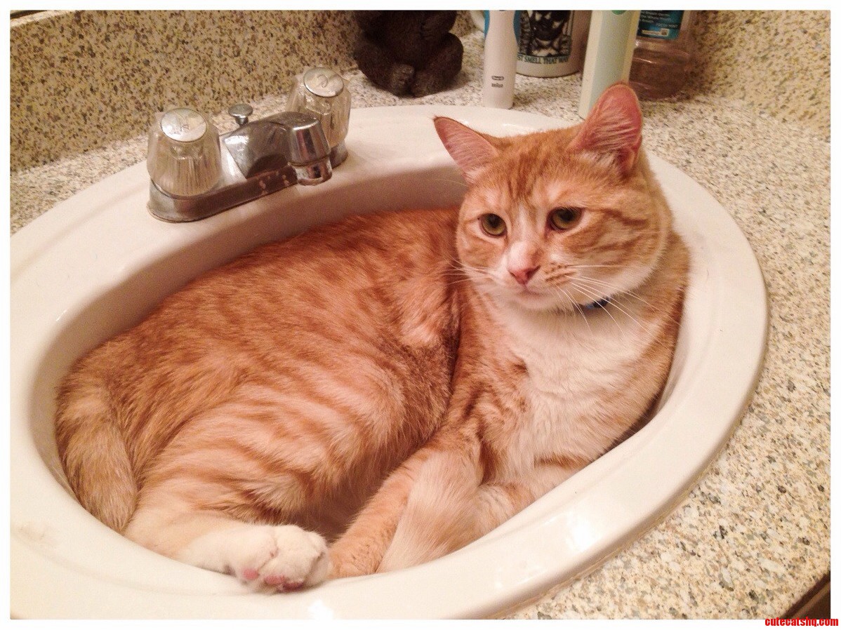 Jakes First Time Using the Sink Like and Adorable Bed