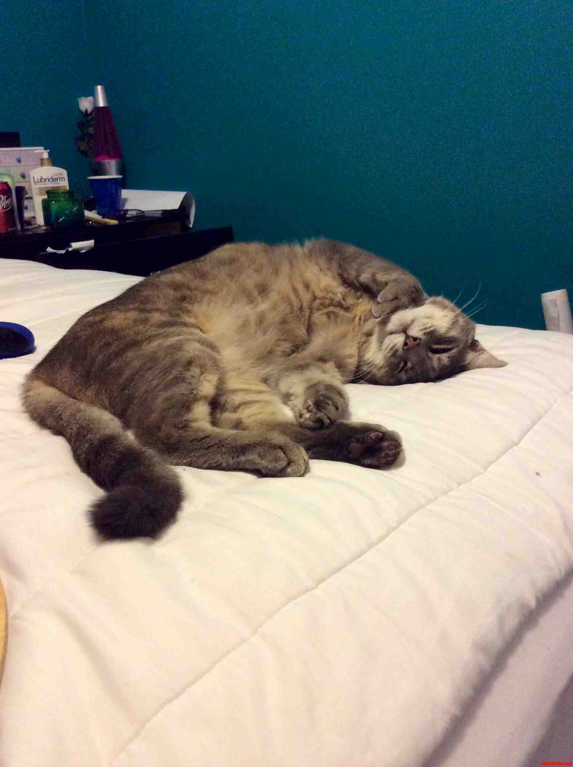 Jasmine Wants Tummy Ruuuubs