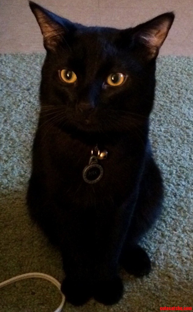 Jax Giving Me the Zero Fks Face... Evil Ass Cat
