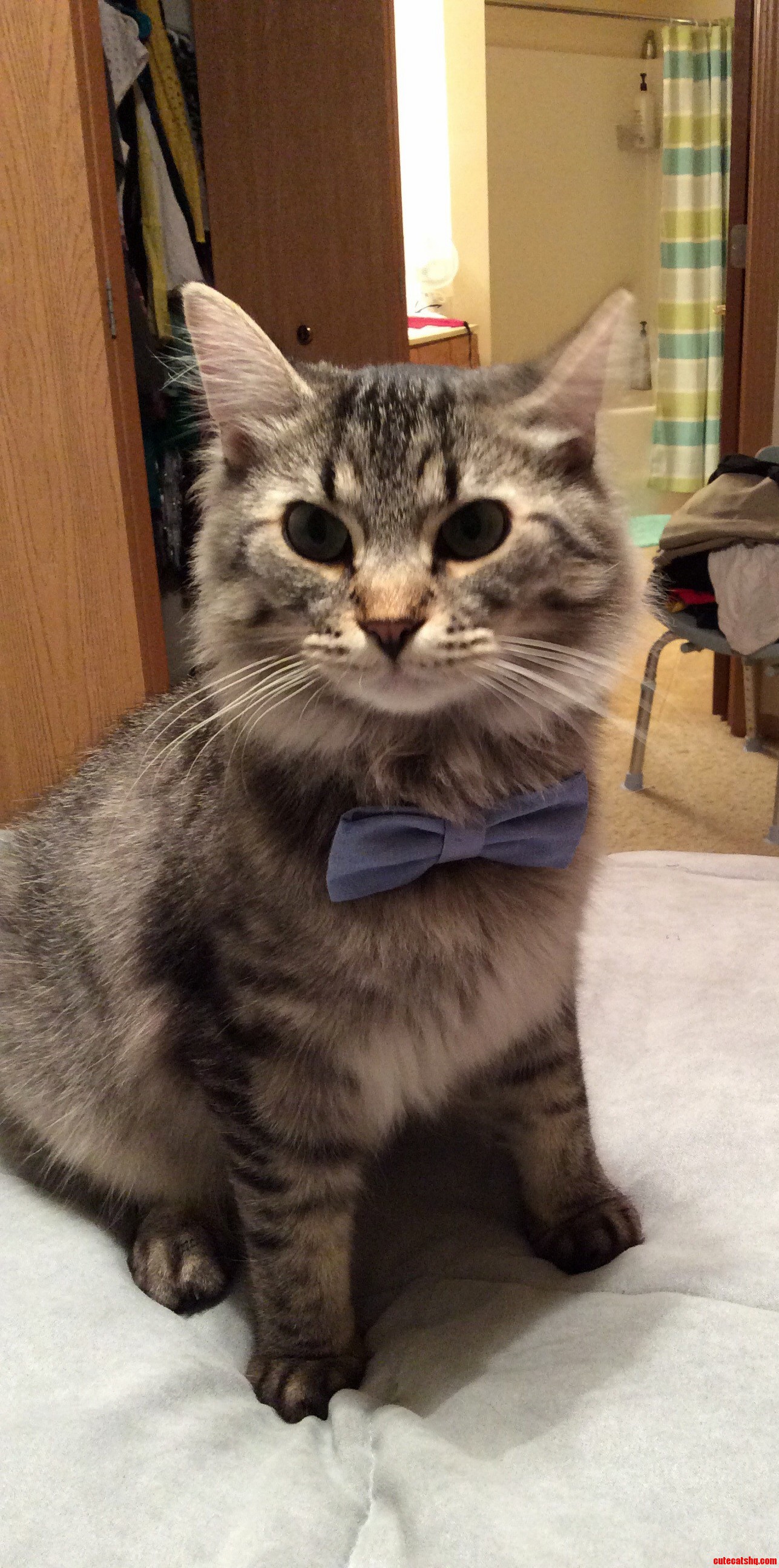 Jenko Got Dressed Up for National Cat Day.